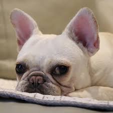 中欧·(中文版)官方网站